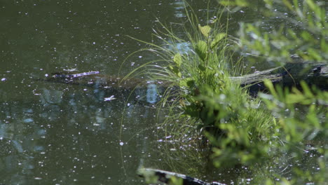 fluff and pollen from the surrounding trees float around a trunk that has fallen into the river