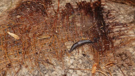 black slug taking a walk