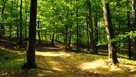 4k-footage-of-sun-shining-through-green-forest-in-the-spring-time