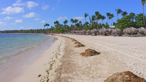 algas sargassum apiladas en montones para retirarlas de la playa turística