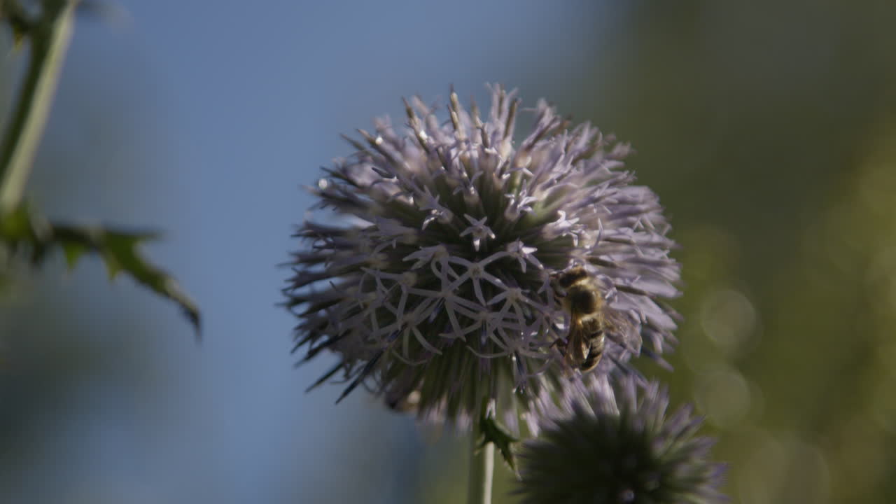 Ape su fiore di cardo sferico