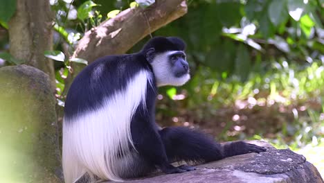 A-black-and-white-cloumbus-monkey-resting-on-a-rock,-forest-environment,-fixed-shot