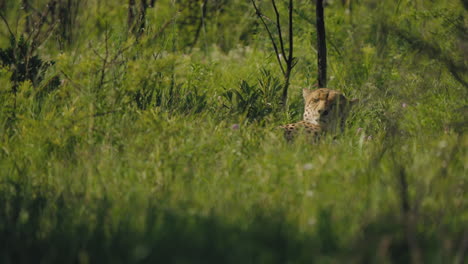 a cheetah lies in the grass, resting peacefully in the african savannah