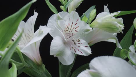 close-up of beautiful white alstroemeria flowers