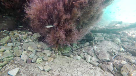 Ohrid-lake-under-water-flora-and-fauna-including-plants,-fish-and-endemic-water-snake