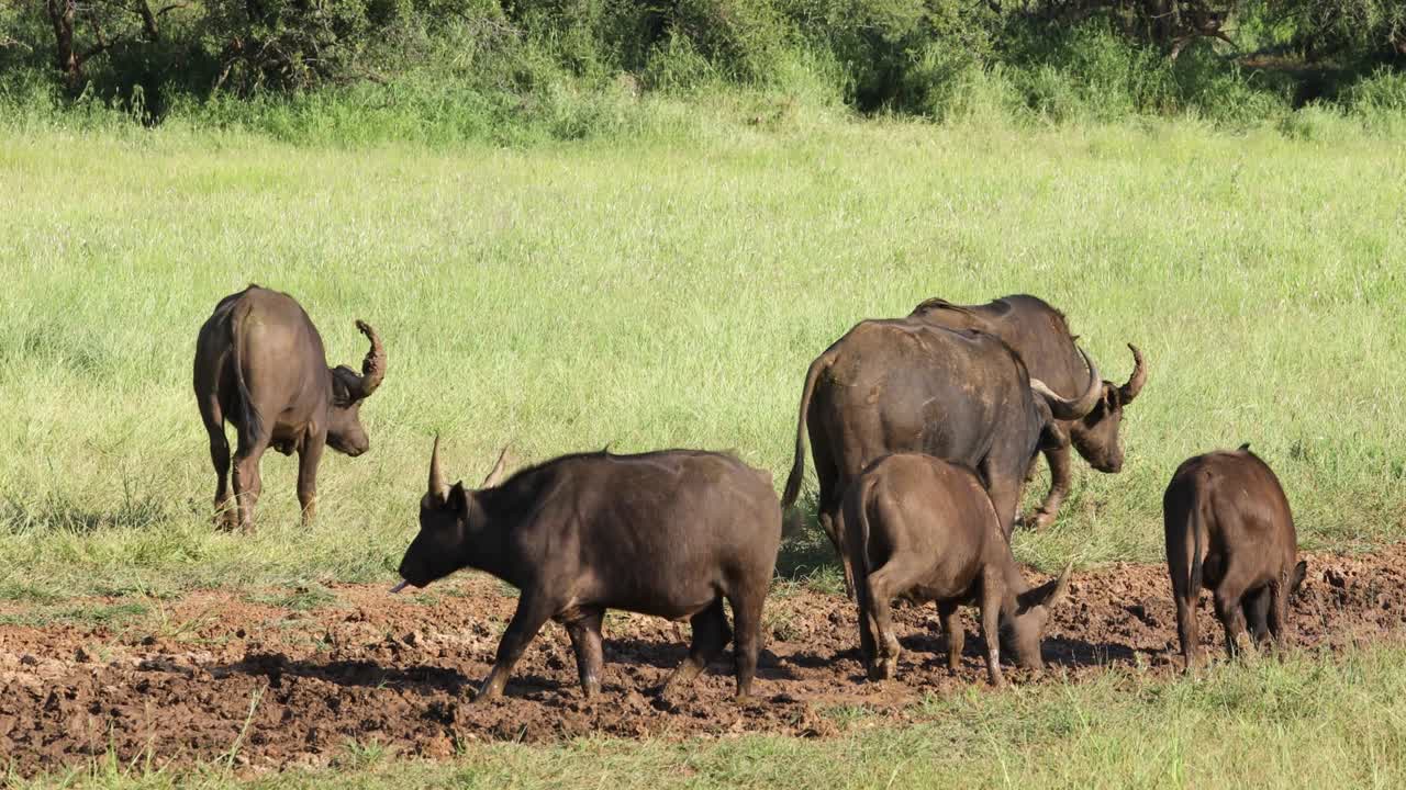 모칼라 국립 공원 (남아프리카 공화국) 의 진 에 있는 케이프 버팔로 (cape buffalo)