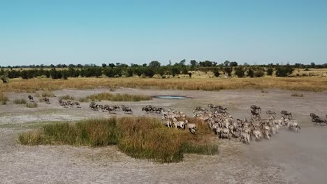 Vuelo-Aéreo-Sobre-La-Vista-De-Una-Gran-Manada-De-Antílopes-Lechwe,-Gacelas-Y-Cebras,-Manada-De-Búfalos-Del-Cabo-Pastando-Y-Corriendo-En-El-Delta-Del-Okavango,-Botswana,-áfrica