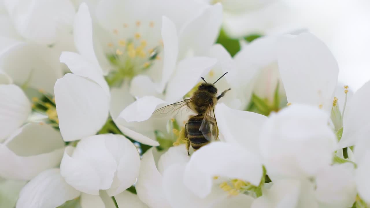 따뜻한 봄 아침에 아름다운 하얀 꽃이 가까이 있는 매크로