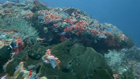 Schwimmen-über-Einem-Hartkorallenriff-Mit-Bunten-Rifffischen