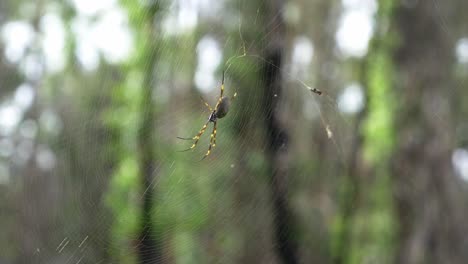 Golden-Silk-orb-weaver---Banana-Spider-On-Its-Web---Nephila-Pilipes-In-the-Forest---Queensland,-Australia