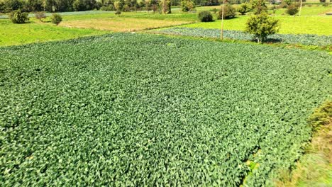 remote drone footage of an area full of greenery