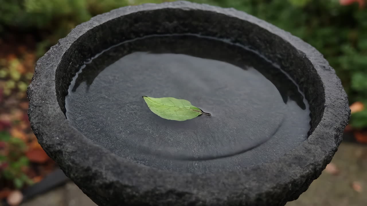 Water Drop Creating Ripples in a Bird Bath