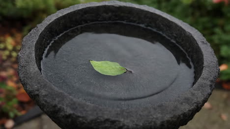 water drop creating ripples in a bird bath