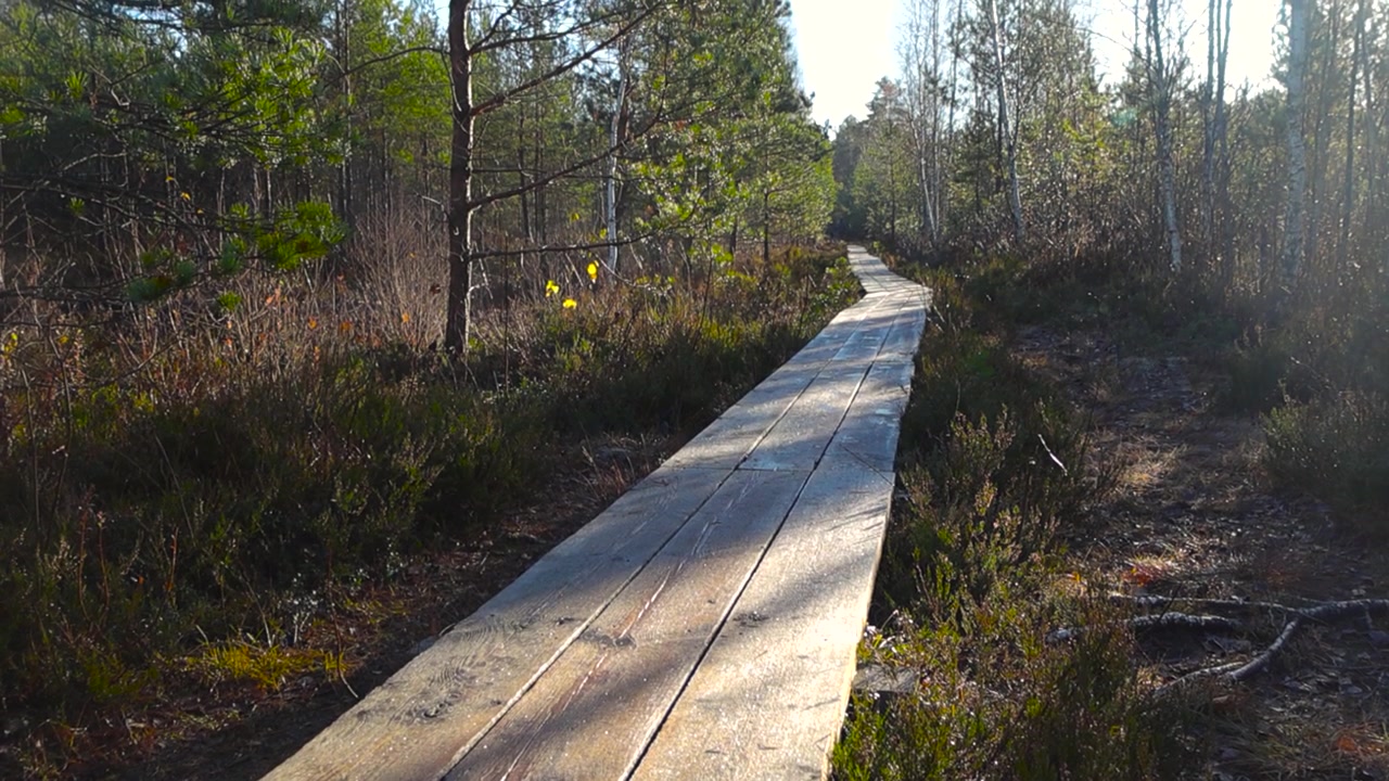 Wooden walkway or bog marsh hiking trail in Pääsküla Estonia during autumn time while morning sun shines on the planks and marsh plants and pine trees that are on the sides. Yellow leaves are visible.