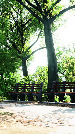 peaceful park scene with benches under lush trees