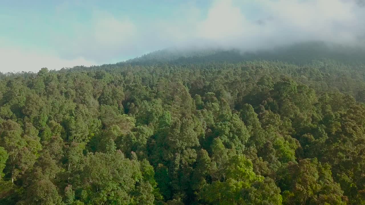 misterioso vuelo hacia adelante sobre un denso y exuberante paisaje forestal