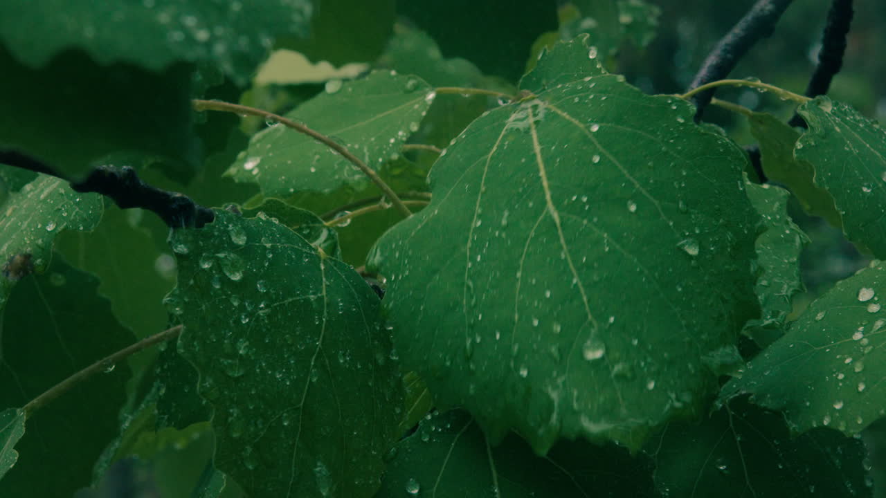 Macro shot of rain droplets falling on a group of green leaves in a decicuous forest. 4K