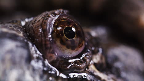 Macro-Primer-Plano-De-Un-Globo-Ocular-De-Tortuga-Mordedora