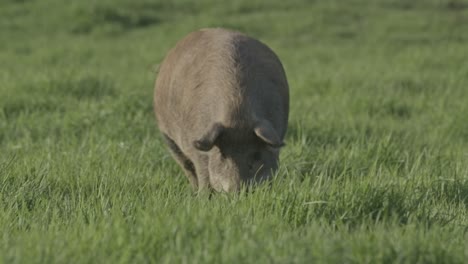 pig grazing in a green field