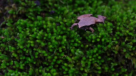croacando mientras está en un parche saludable de musgo en lo profundo del bosque, la rana de coro de lado oscuro o la rana de arroz de taiwán microhyla heymonsi, tailandia