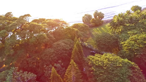 Aerial-drone-tilt-up-shot-over-dense-vegetation-along-the-beach-of-Hawaii-at-sunrise