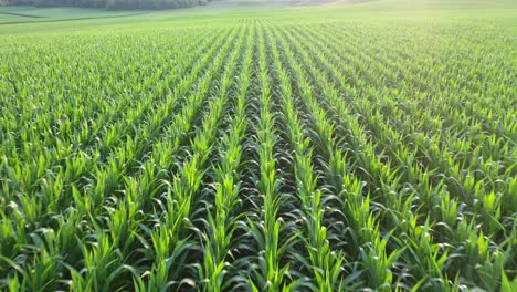 corn field