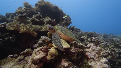 Green-turtle-sitting-on-a-beautiful-coral-reef-in-crystal-clear-water-of-the-pacific-ocean,-around-the-island-of-Tahiti-in-French-Polynesia