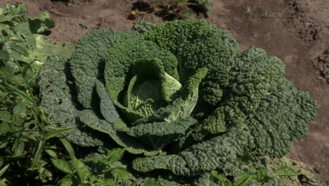 a large savoy cabbage in the vegetable garden