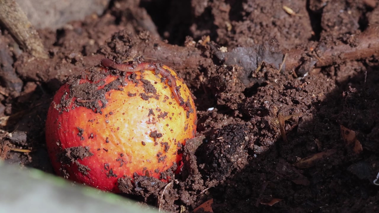 A single red earthworm wriggling and stretching across a small, dirty red and yellow apple nestled in dark, rich organic soil. Fixed tripod extreme close-up macro shot. Natural daytime sunlight