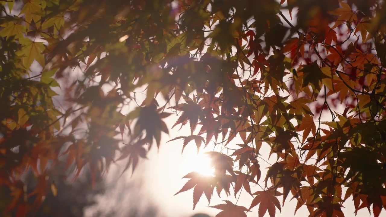 Vaahterapuut kirkkaan auringon paistaessa taustalla tuulisena päivänä Yangjaen kansalaismetsäpuistossa Seochossa, Soulissa, Etelä-Koreassa. - lähikuva