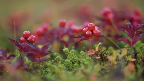 Rote-Beeren-Und-Blätter-Auf-Dem-Teppich-Des-Grünen-Mooses