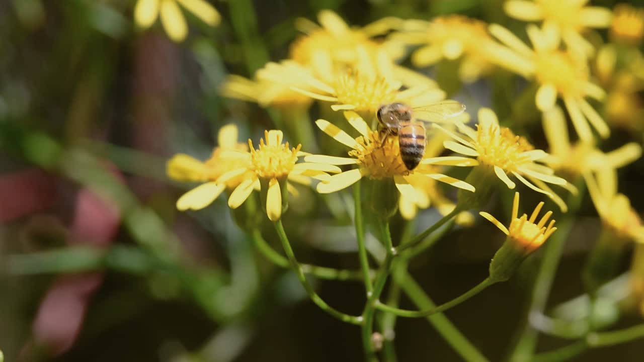 flores de la planta venenosa conocida como la flor de las almas, polinizadas por las abejas