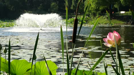 slow motion view of lake fountain through lotus flower and bulrush