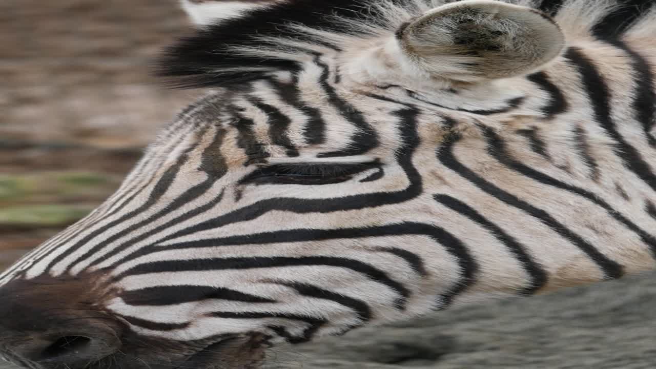 제브라 머리 클로즈업