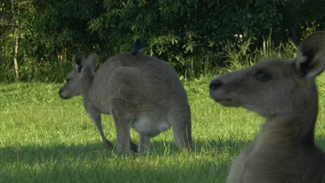 eastern grey kangaroo scratching itch with another one ruminating in foreground