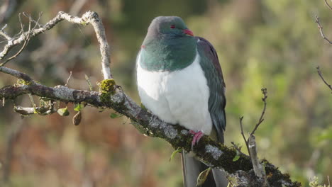 pájaro kereru posado y volando lejos en el bosque - de cerca