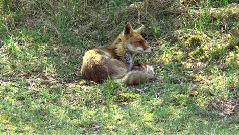 a lazy red fox lies in the grass and looks around