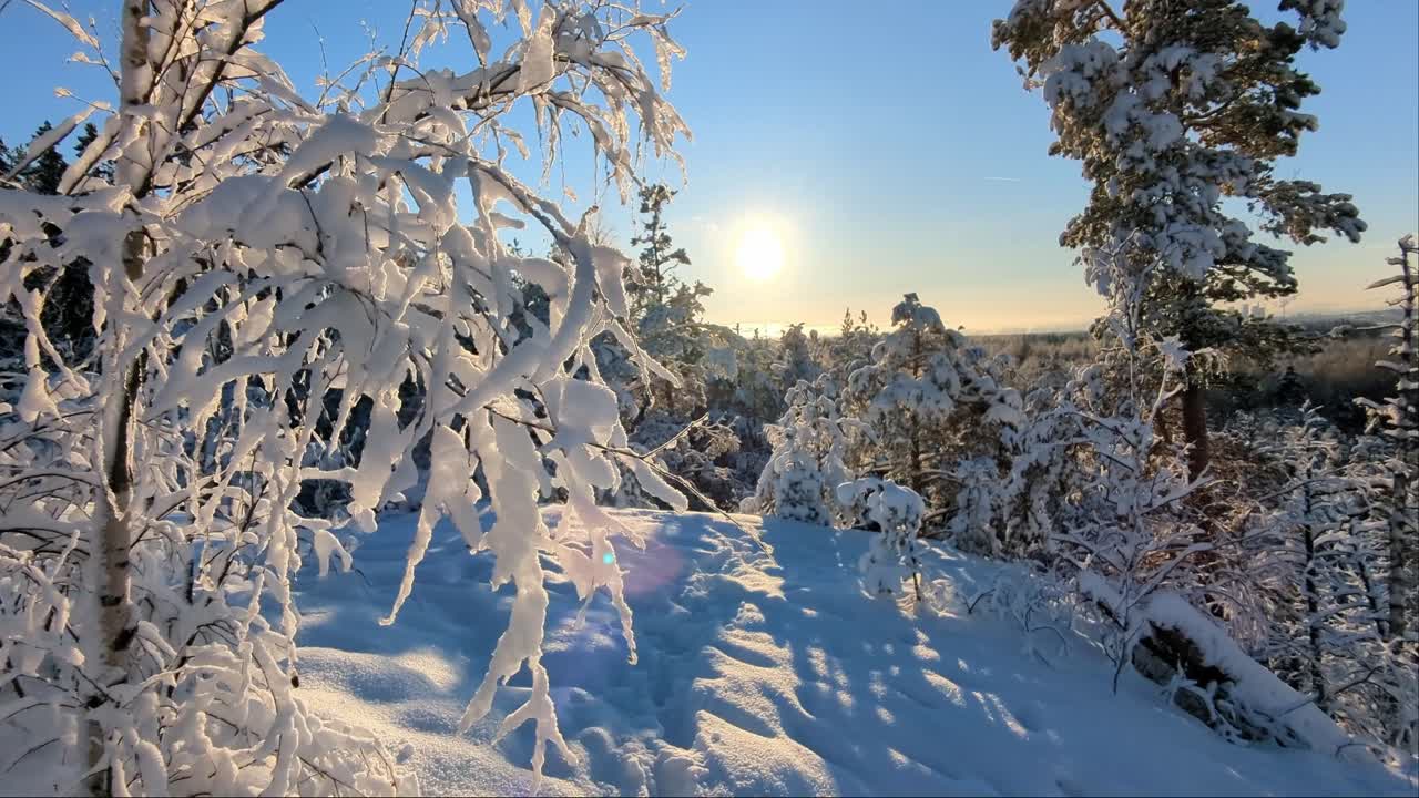 Storslået vinterlandskab, snedækkede træer på skovtoppen, modlys