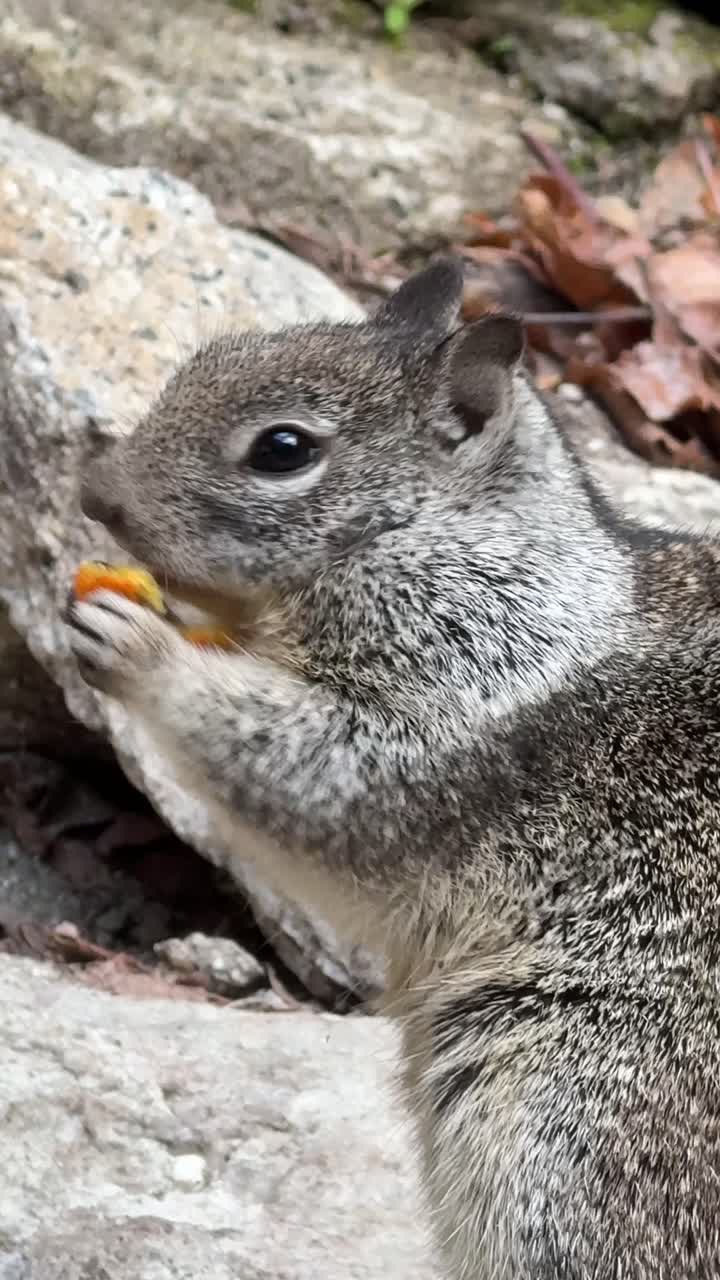 Simpatico scoiattolo che mangia un pezzo di cibo arancione su una roccia