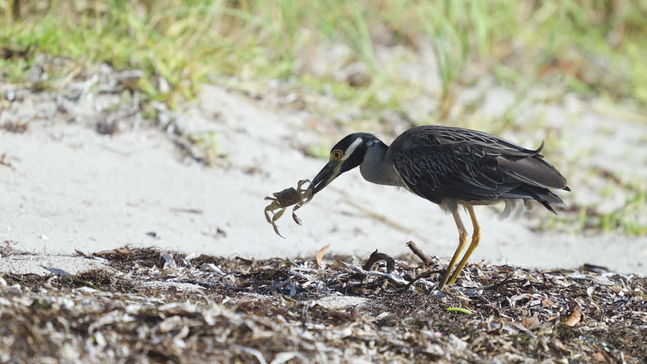 Night Heron Feeding and Eating Ghost Crab 4