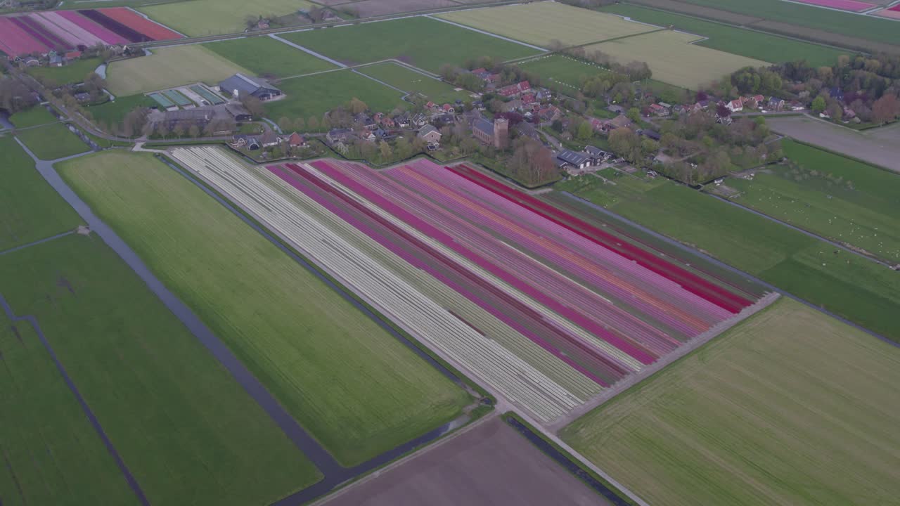 панорамный вид на сельский город артсвуд, окруженный полями тюльпанов, с воздуха
