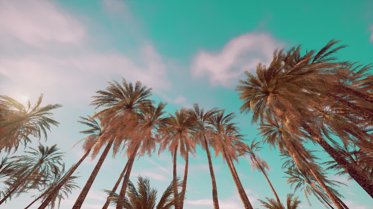 Palm Trees in a Tropical Paradise
