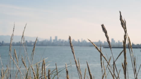 looking through stems of wheat from jericho beach to see downtown vancouver