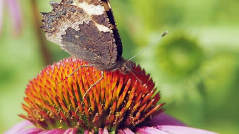 un primerísimo plano macro de una pequeña mariposa naranja de concha sentada sobre una flor cónica púrpura y recogiendo néctar