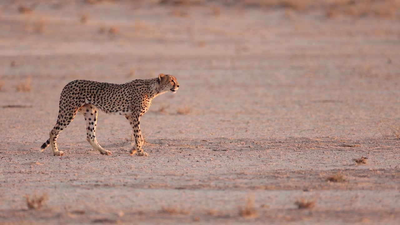 cheetah caminando en abierto en el crepúsculo, kgalagadi, sudáfrica