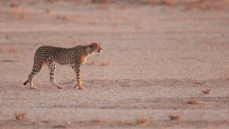 Guepardo-Caminando-Al-Aire-Libre-En-El-Crepúsculo,-Kgalagadi,-Sudáfrica