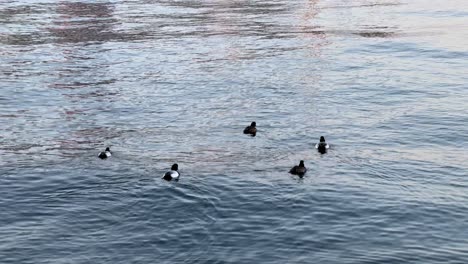 Ducks-swimming-in-calm-water-with-reflections-at-dusk,-peaceful-scenery