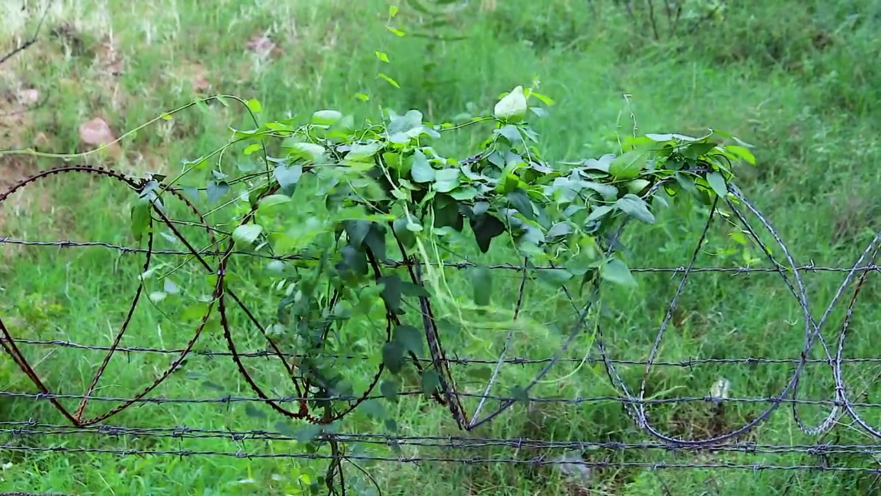 Vite verde che si arrampica su una recinzione di filo spinato arrugginito, campagna rurale con campo di erba alta, crescita di piante selvatiche, primo piano della natura, filmato esterno