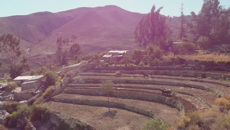 Aerial-shot-of-sowing-by-Yanaquihua-bulls,-Arequipa-Peru,-a-tradition-that-is-still-maintained-in-said-locality