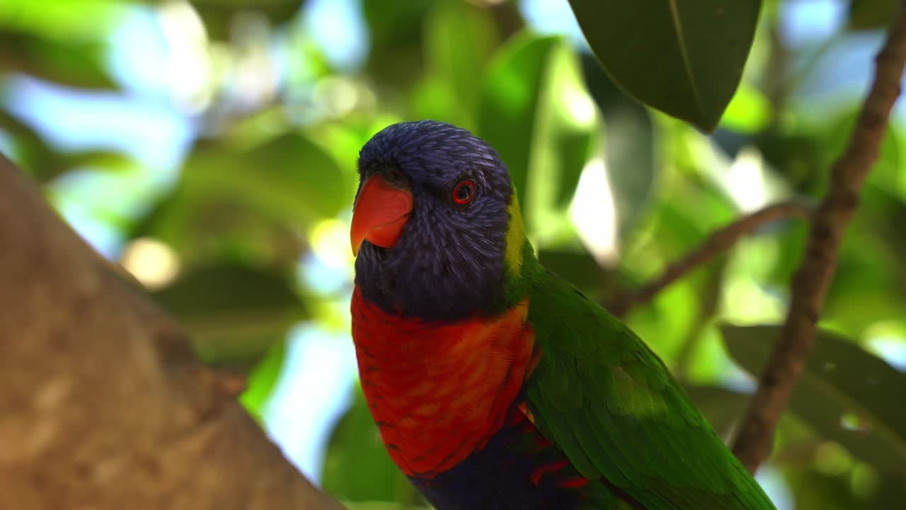 primer plano de un curioso lorikeet arcoíris, trichoglossus moluccanus con un plumaje vibrante, posado en la rama de un árbol contra el fondo de los follajes verdes, preguntándose por sus alrededores